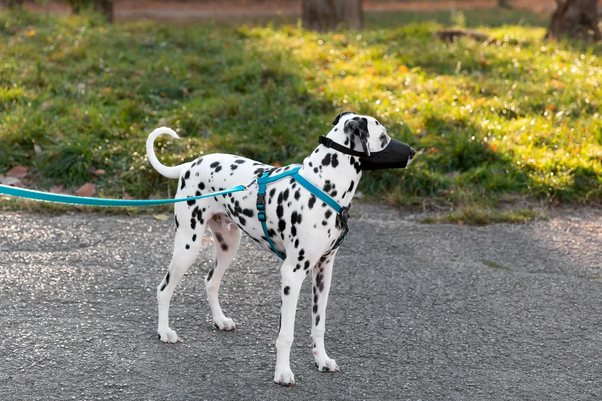 Dalmatialainen. Kerromme tämän koirarodun ominaisuuksista