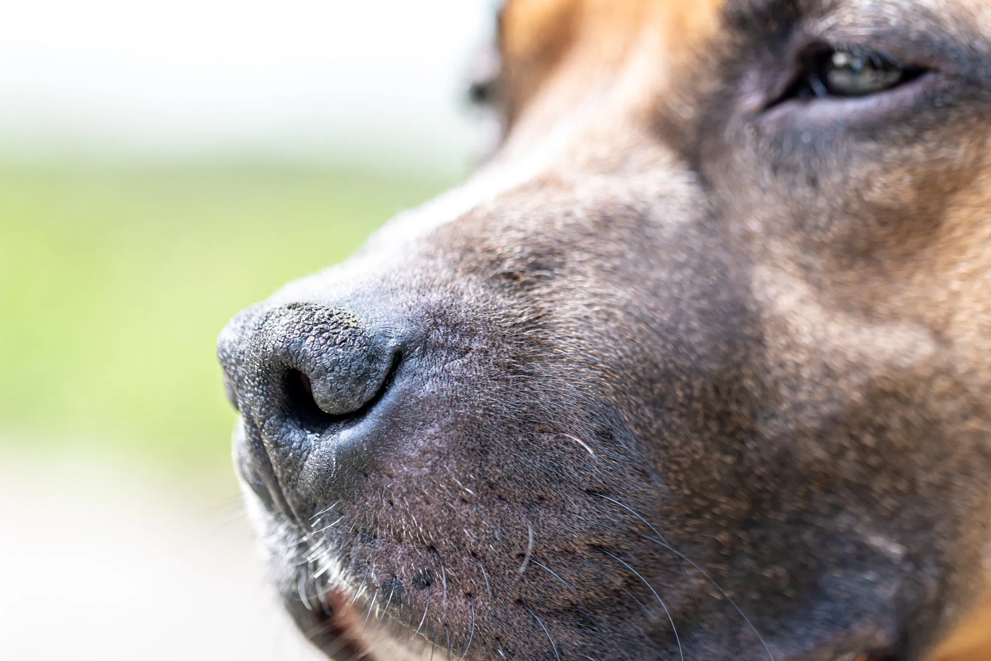 Koirien hajuaisti on hämmästyttänyt tiedemiehiä: eläimet voivat haistaa molekyylejä