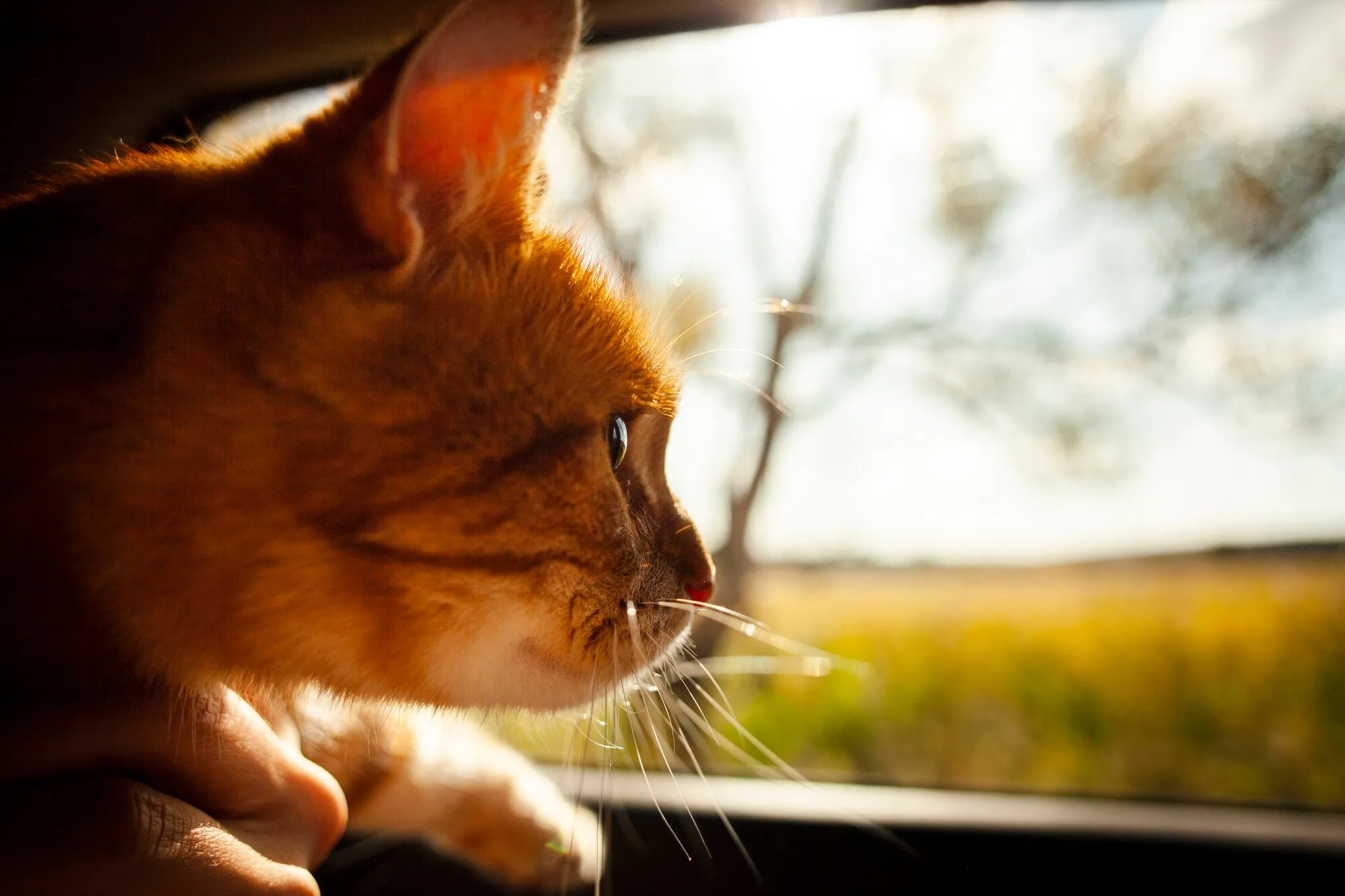 Matkustaminen kissan kanssa autossa