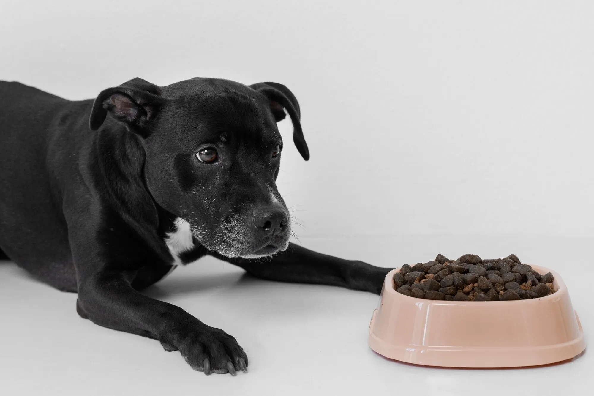 Mikä koiran ruoka-aineintoleranssi on ja miten se eroaa ruoka-aineallergiasta?