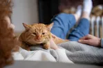 Kissan stressin merkit: miten tunnistaa?
