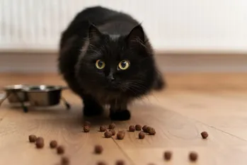 Aina nälkäinen kissa: 8 tapaa ratkaista ongelma