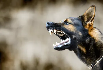 Espanja rankaisee raivotautia vastaan rokottamattoman koiran omistajaa