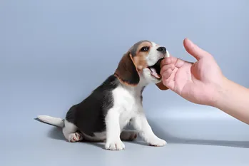 Top 5 syytä, miksi koira nuolee omistajansa käsiä