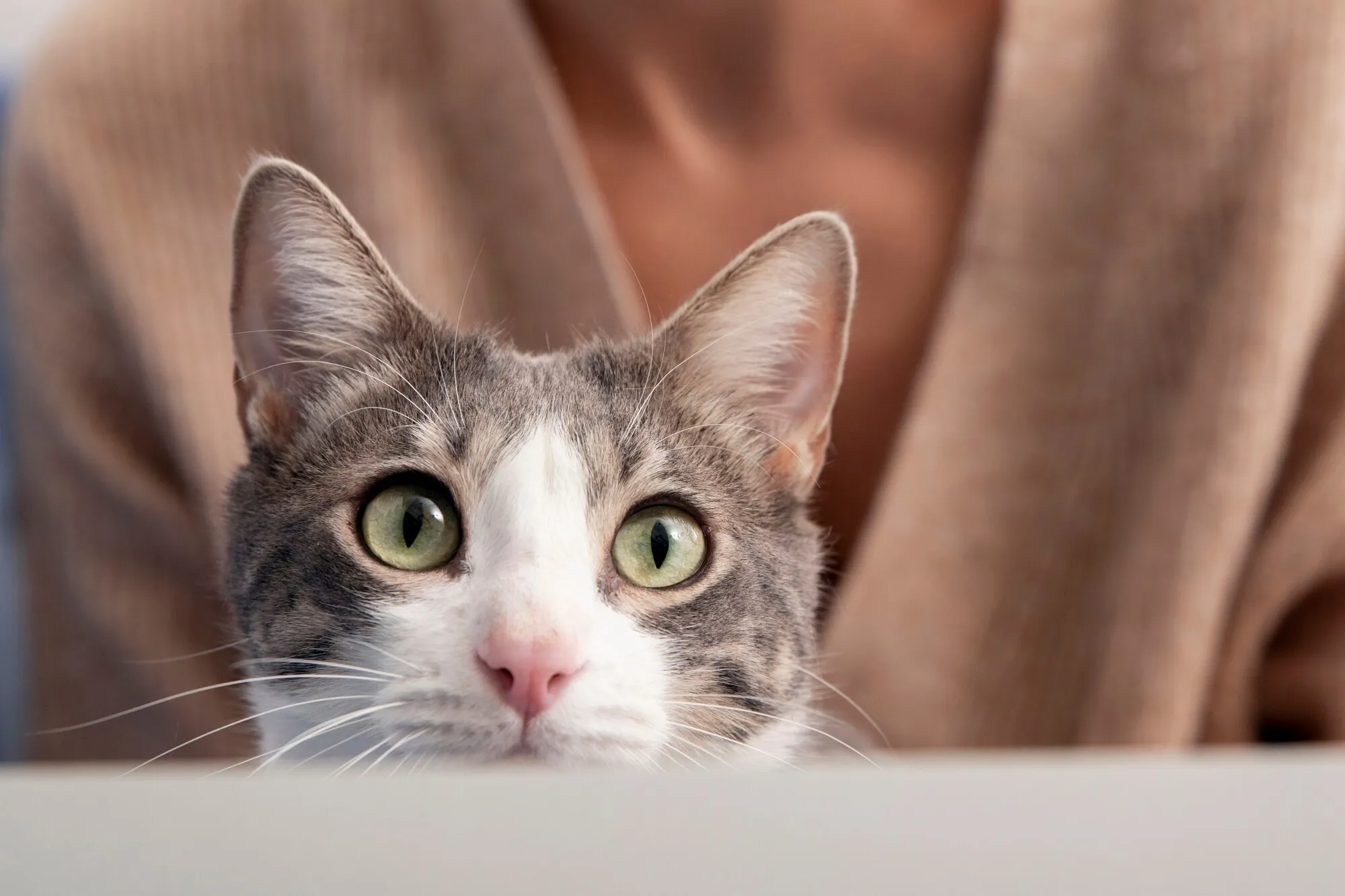 Tutkijat ovat ilmoittaneet kehittäneensä rokotteen, joka voi pidentää kissojen elämää jopa 30 vuodella...