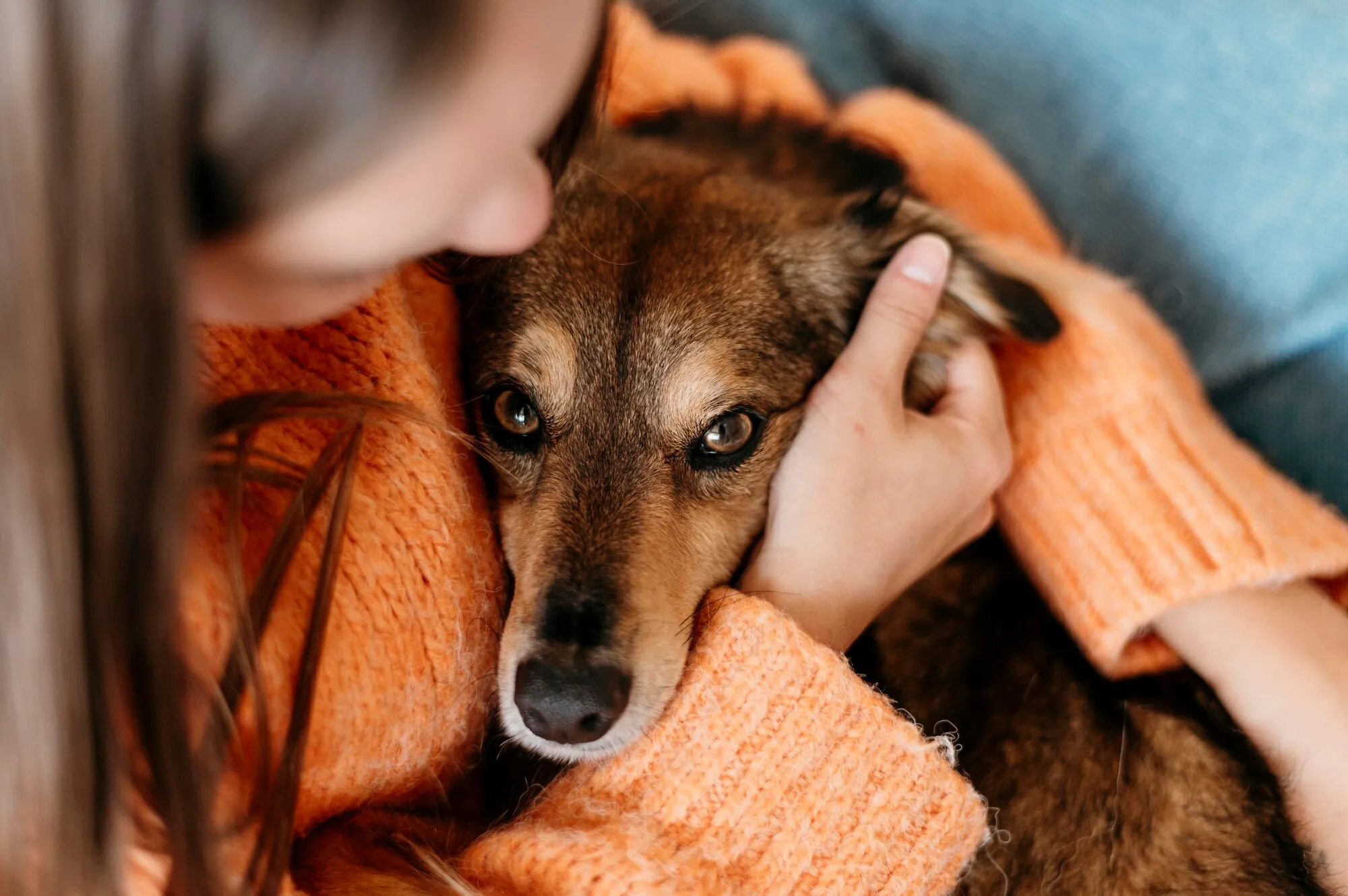 Ymmärtävätkö koirat omistajansa surua? Vastaus yllättää sinut